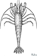 crayfish Დასაბეჭდი Საღებარი Გვერდები